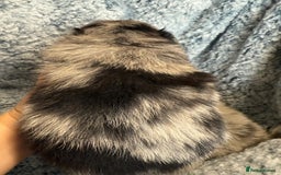 Pomeranian dogs for sale: Very adorable Pomeranian Puppies - Image 12