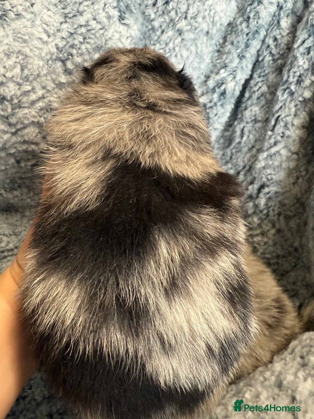 Pomeranian dogs for sale: Very adorable Pomeranian Puppies - Image 12