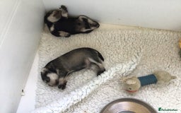 Miniature Schnauzer dogs for sale: Fully Health Tested KC Reg Mini Schnauzer pups - Image 3