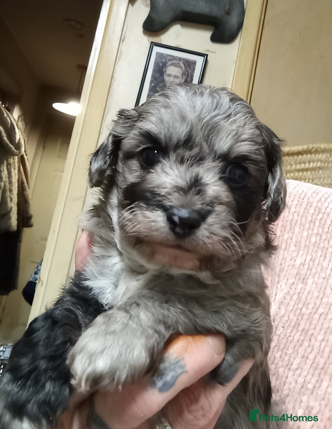 Poochon dogs for sale: POOCHON BOY PUPS - Advert 1