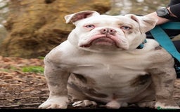 Olde English Bulldogge dogs for stud: BLUE MERLE OEB FOR STUD  in Leeds - Image 16