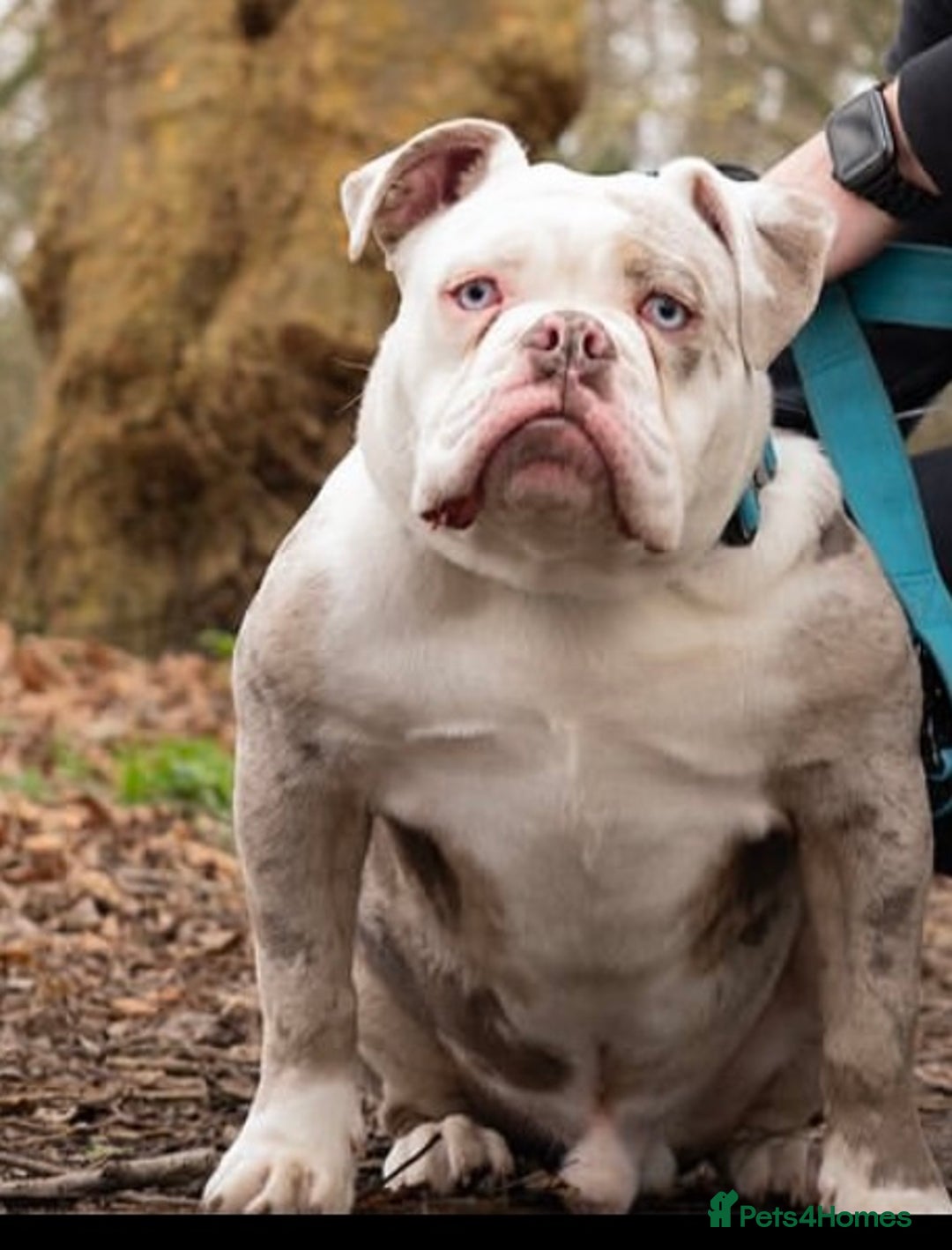 Olde English Bulldogge dogs for stud: BLUE MERLE OEB FOR STUD  in Leeds - Image 16
