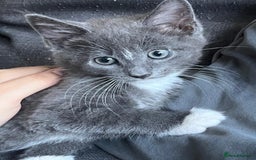 British Shorthair cats for sale: sweet grey boy ready for his forever home! - Image 1