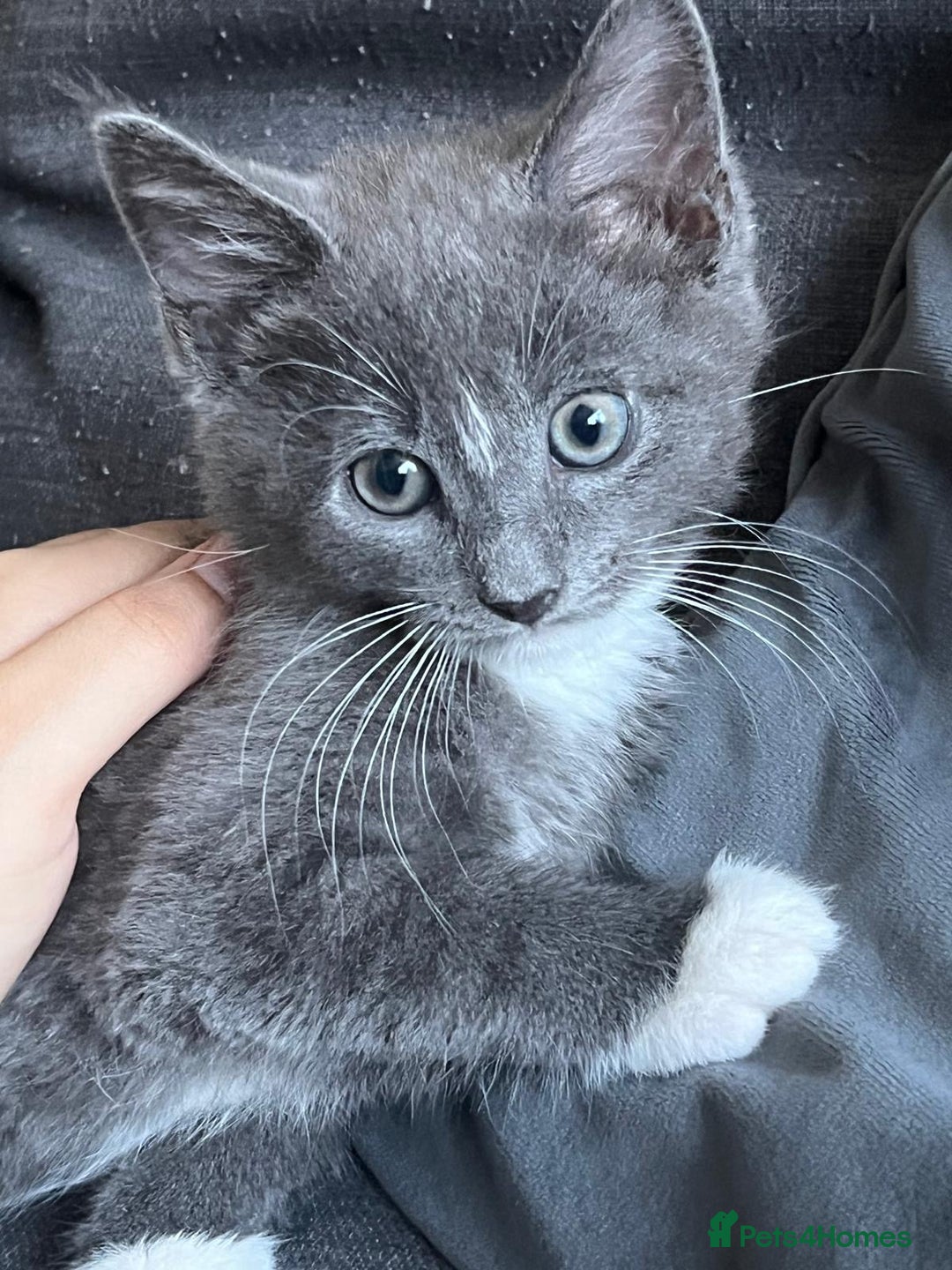 British Shorthair cats for sale: sweet grey boy ready for his forever home! - Image 1