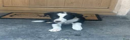 Border Collie dogs for sale: 5 Border Collie Puppies for sale in Ruthin - Advert 7