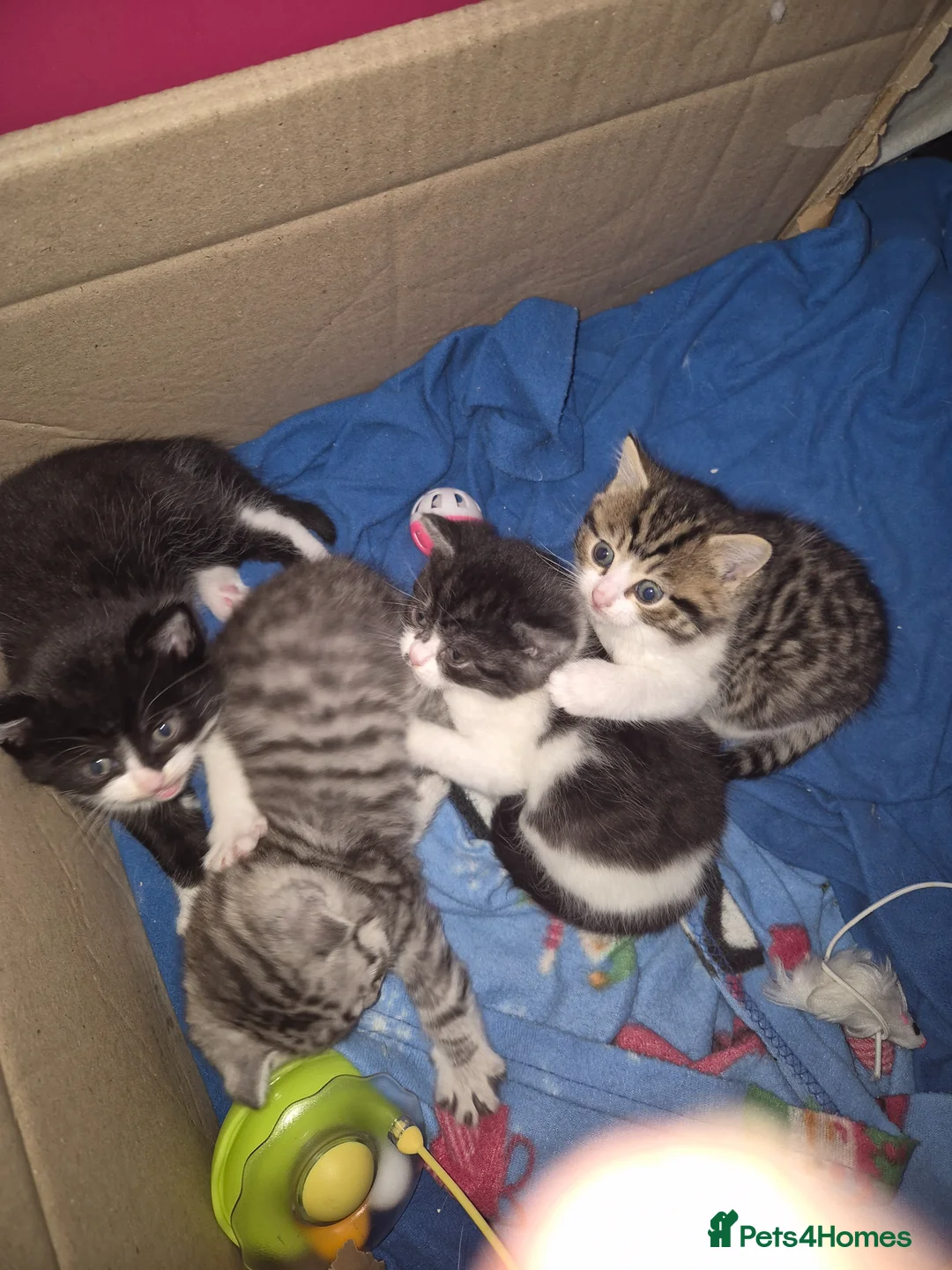 British Shorthair cats for sale: BSH X Mainecoon in Manchester - Advert 8