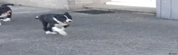 Border Collie dogs for sale: Border Collie pups for sale in Carmarthen - Advert 3