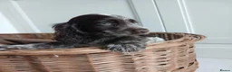 Cocker Spaniel dogs for sale: Cocker spaniel puppies in London - Advert 6