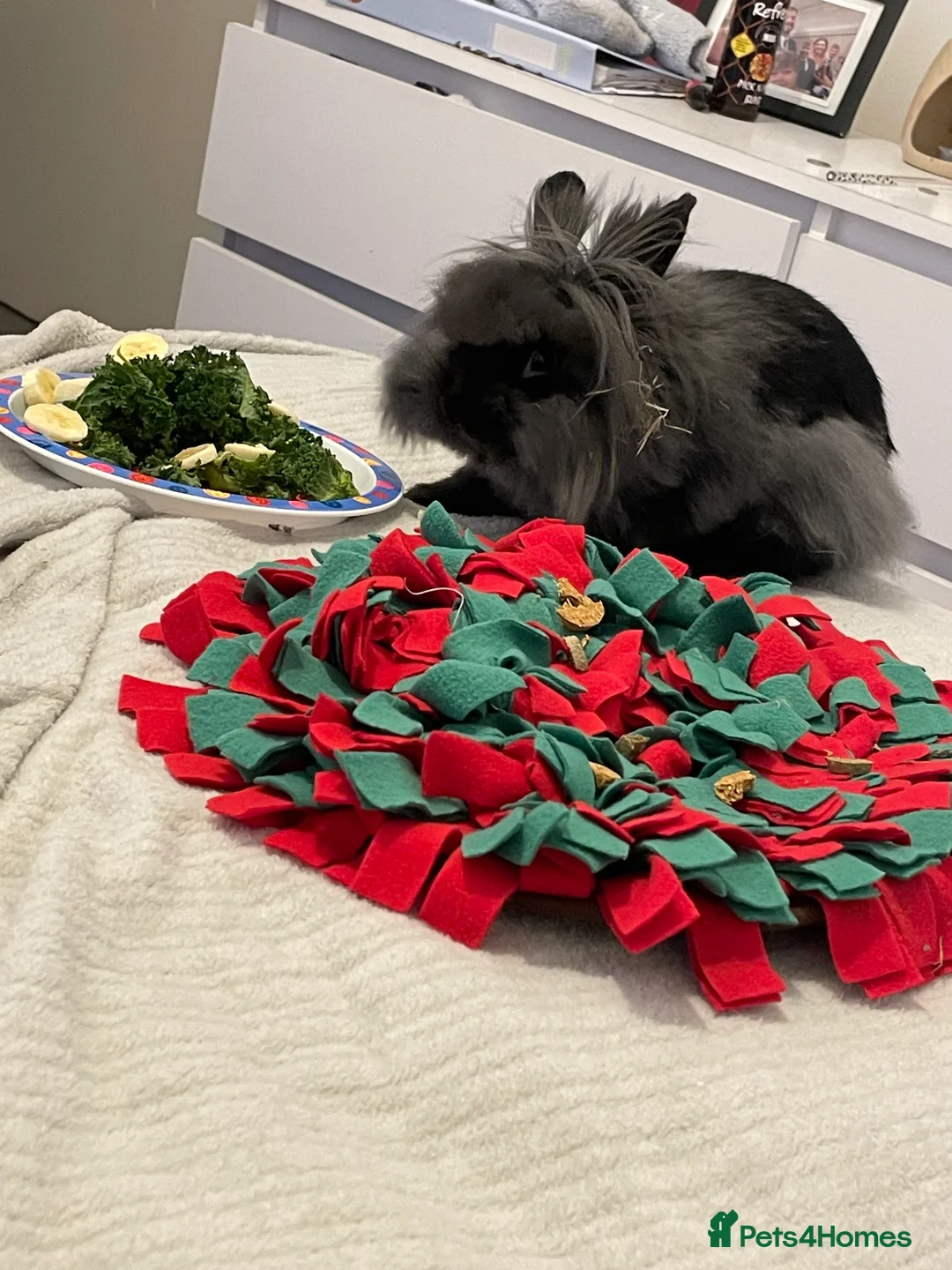 Lionhead rabbits for sale: teddy  - Advert 12