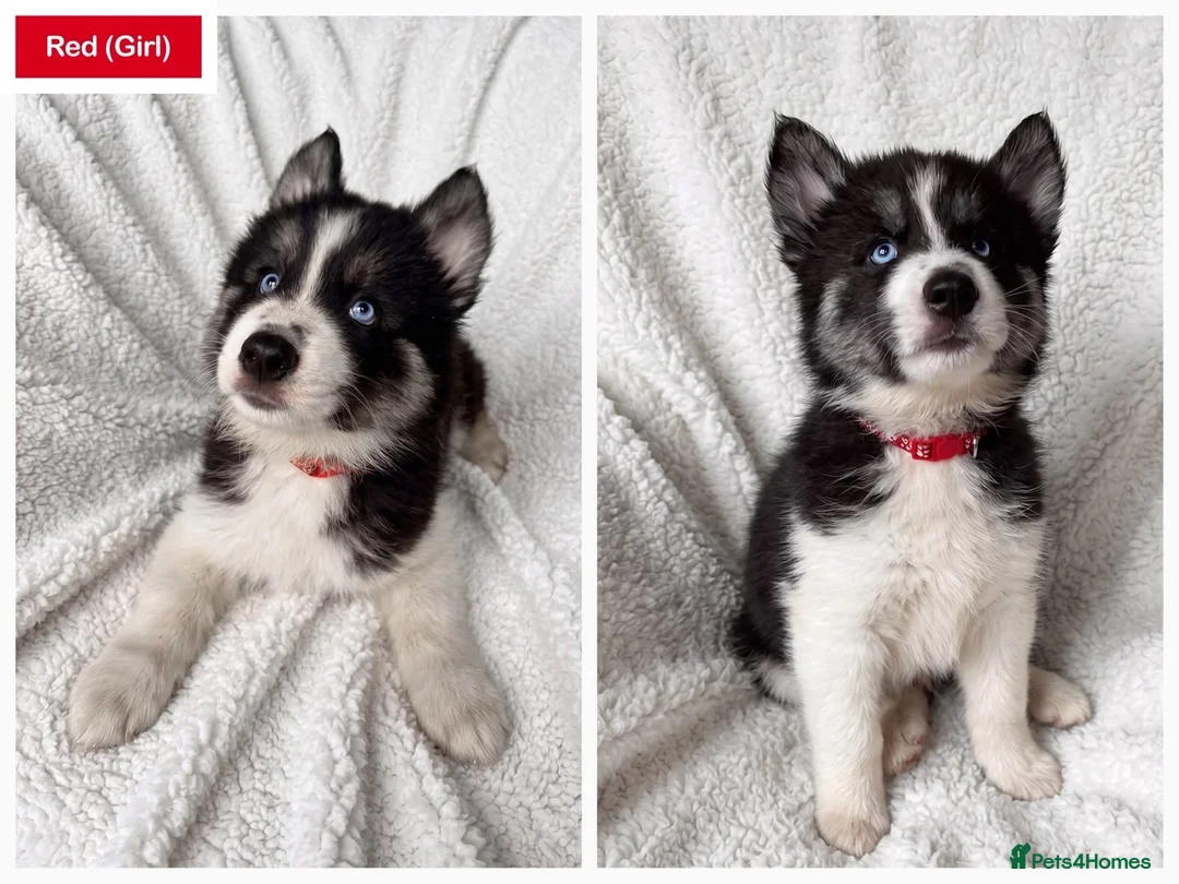 Siberian Husky dogs for sale: Lovely Siberian husky puppies - Advert 2