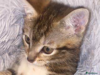 Mixed Breed cats Cute Brown kitten - Advert 3