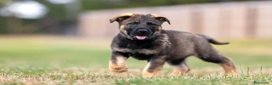 German Shepherd 1