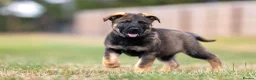 German Shepherd dogs for sale: Top working line KC GSD pups  - Advert 19