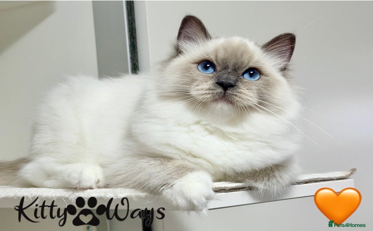 Ragdoll cats - Advert 11