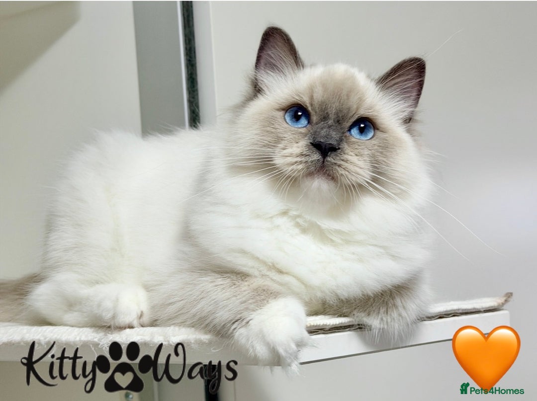 Ragdoll cats for sale: 🐾🩷*TICA REG* EU RAGDOLL KITTENS🌟 DNA CLEAR 🩵🐾 - Image 1