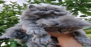 British Longhair cats - Advert 3