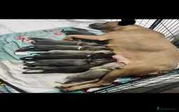 Cane Corso dogs for sale: CANE CORSO TOP QUALITY STRAJANO BLOODLINE FERMINTO - Advert 2