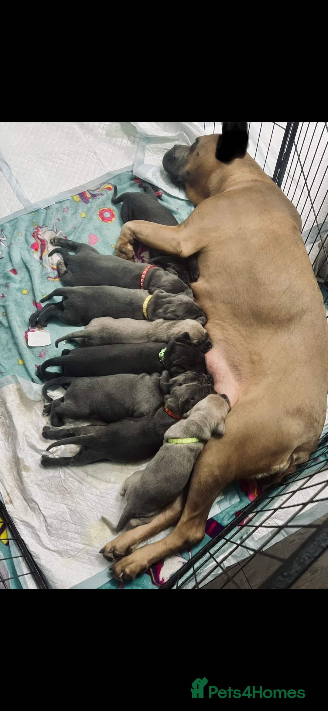 Cane Corso dogs for sale: CANE CORSO TOP QUALITY STRAJANO BLOODLINE FERMINTO - Advert 2