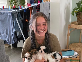 Shih Tzu dogs - Advert 5