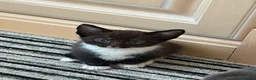 Mixed Breed cats for sale: Beautiful Black Girl - Advert 5