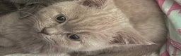 British Shorthair cats for sale: female british shorthair kitten for sale - Advert 1