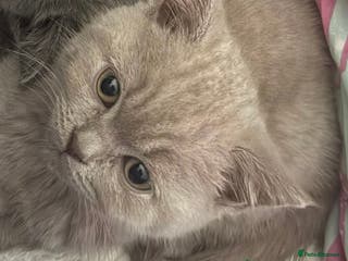 British Shorthair cats female british shorthair kitten for sale - Advert 22