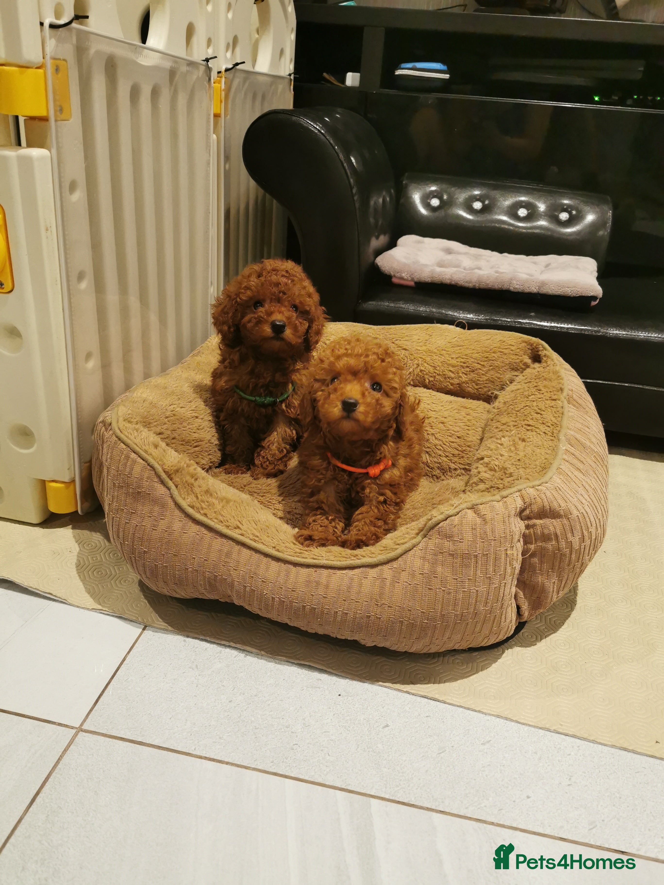 Toy Poodle dogs RED TOY POODLE PUPPY KC REG AND DNA CLEAR - Advert 1