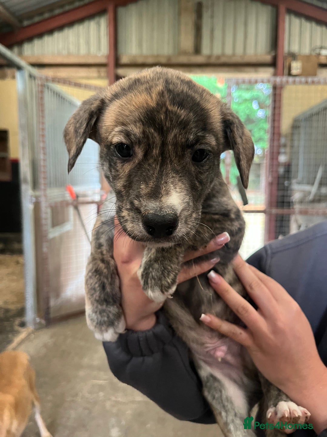 Lurcher dogs for sale: Lurcher Puppies For Sale - Image 3