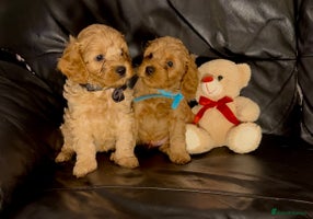 Cavapoo dogs - Advert 4