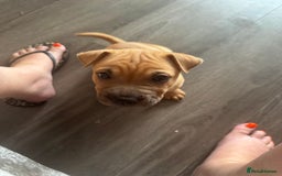 Mixed Breed dogs for sale: Male shar pei cross  - Image 4
