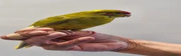 Parakeets birds for sale: Handreared baby Kakariki for sale  - Advert 5