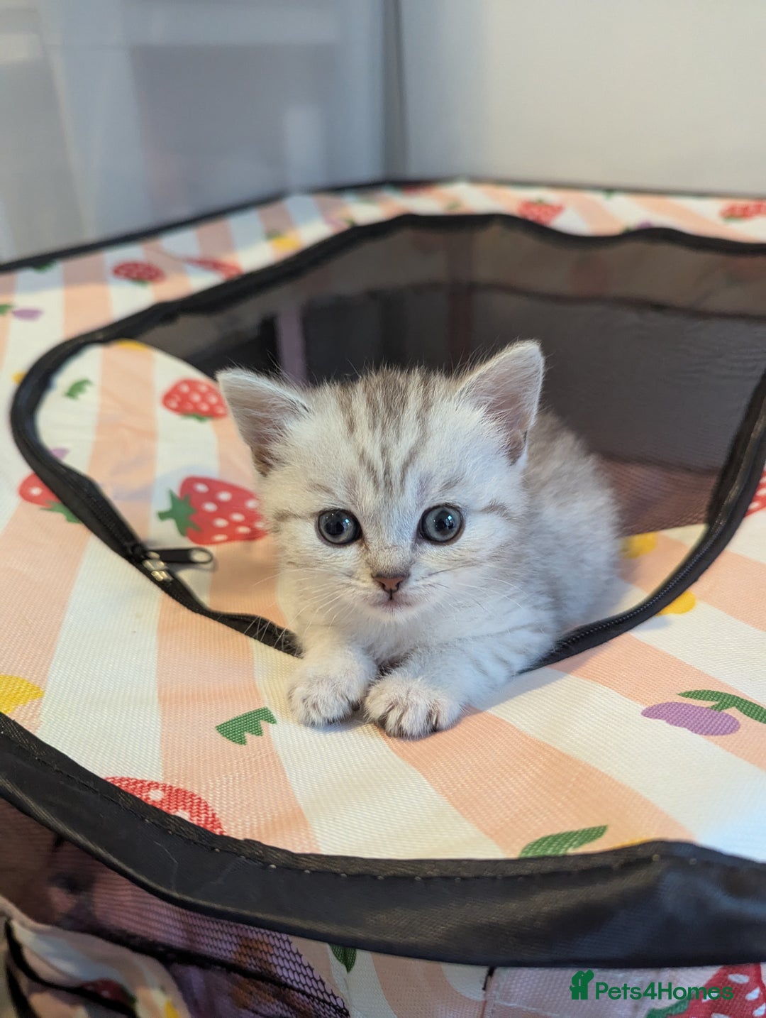 Scottish Fold cats for sale: 🐾 Beautiful Scottish Fold Kittens (3 Reserved) 🐾 - Image 5