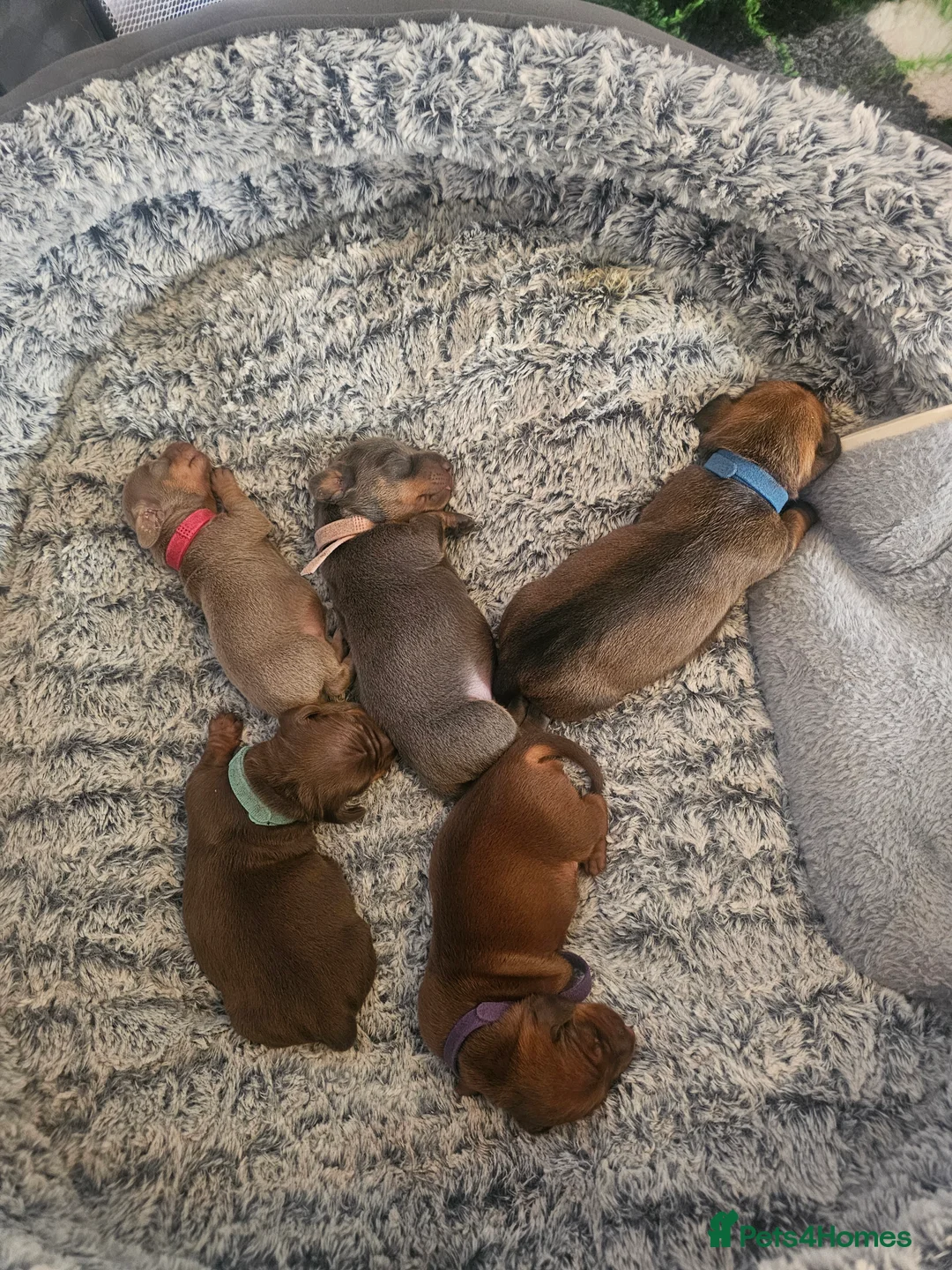 Dachshund dogs for sale: Dachund puppies - Advert 15