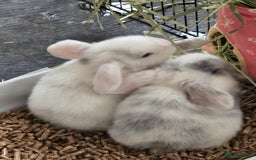 Mini Lop rabbits for sale: 2 gorgeous Mini lop baby girls  - Image 5