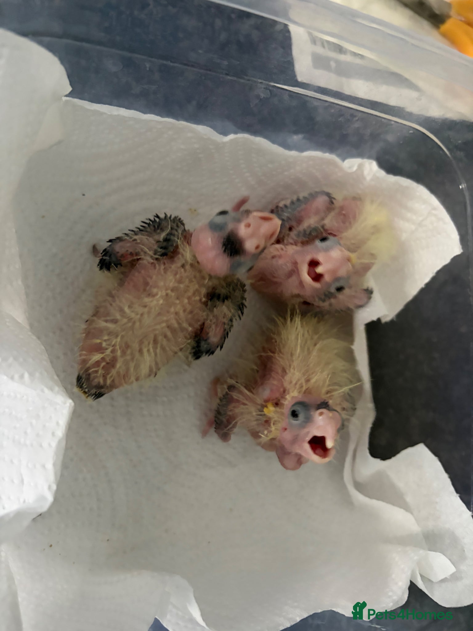 Cockatiels birds Baby cockatiels  - Advert 2