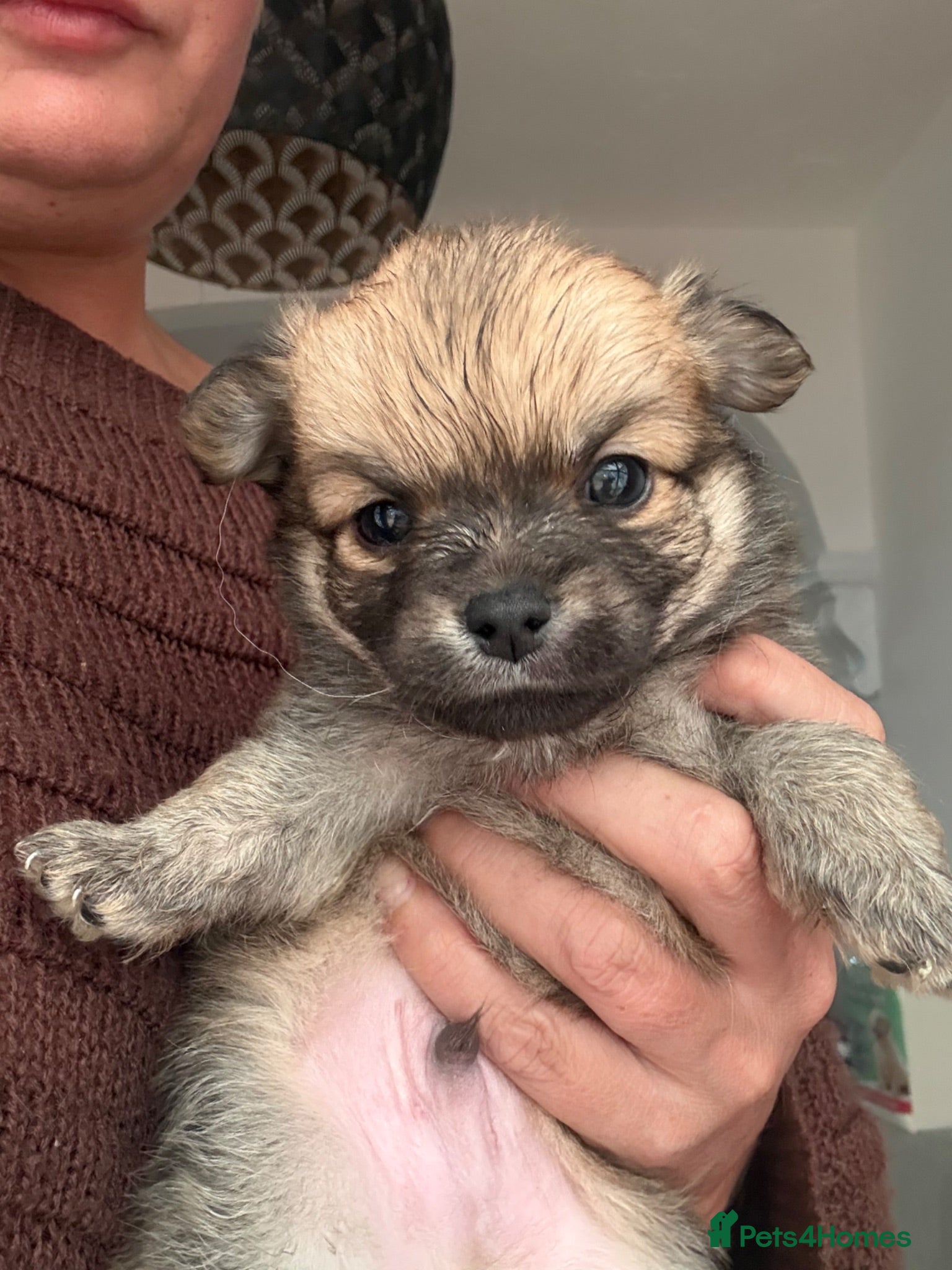 Pomchi dogs Last 3boys family raised Pomchi puppies 💗 - Advert 17
