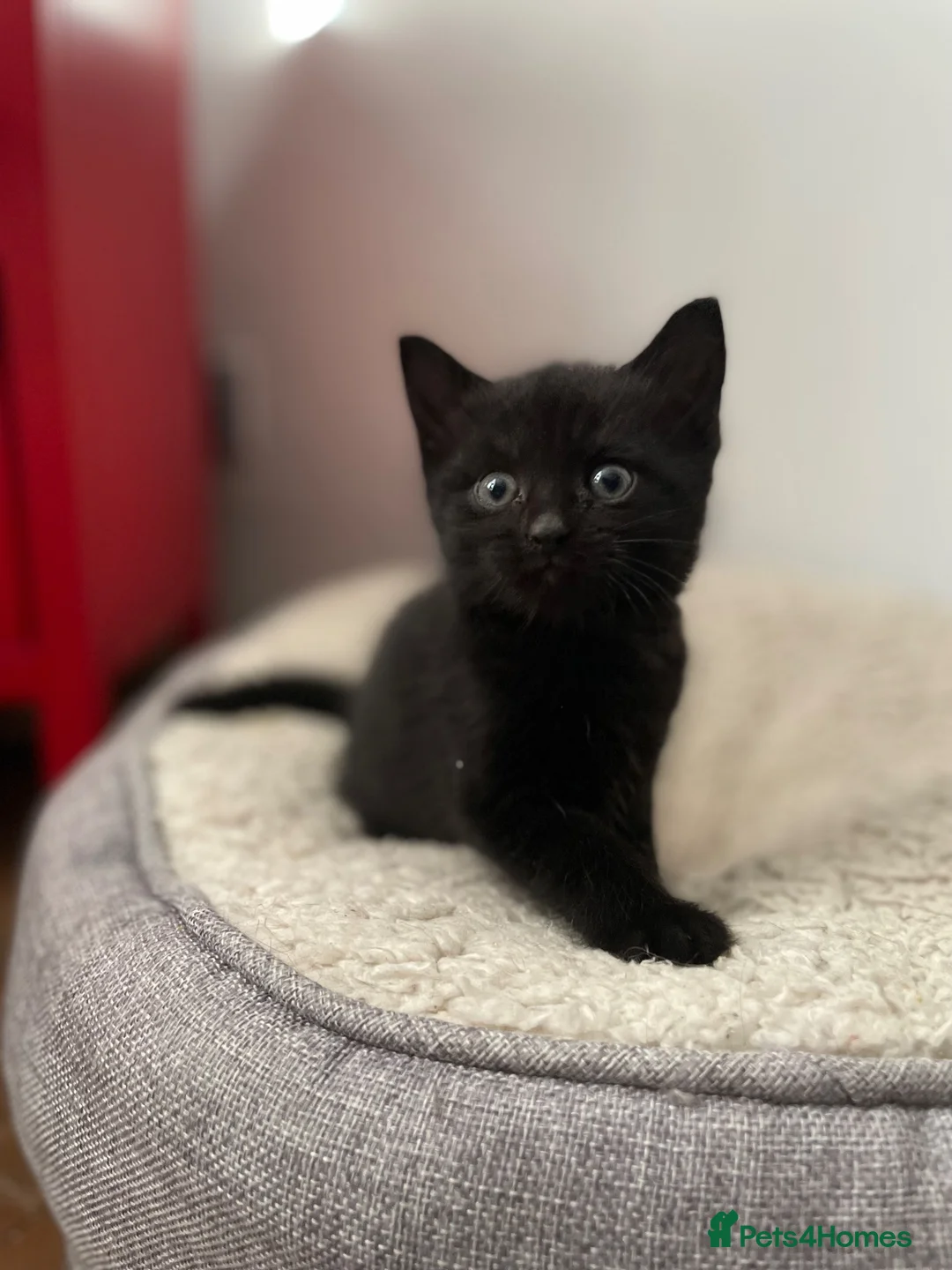 Domestic Shorthair cats for adoption: Willow & Elm, 11 weeks old - Advert 6