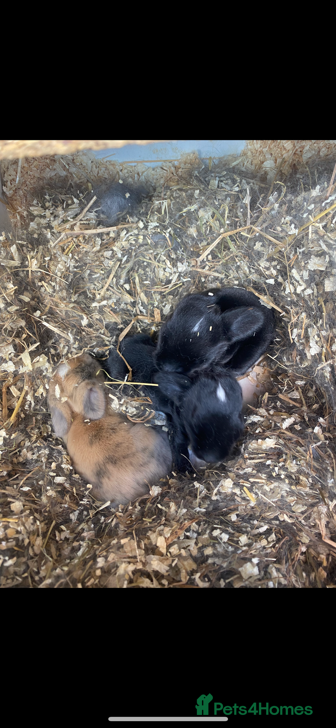 Mini Lop rabbits for sale: Mini lop babies  - Image 1