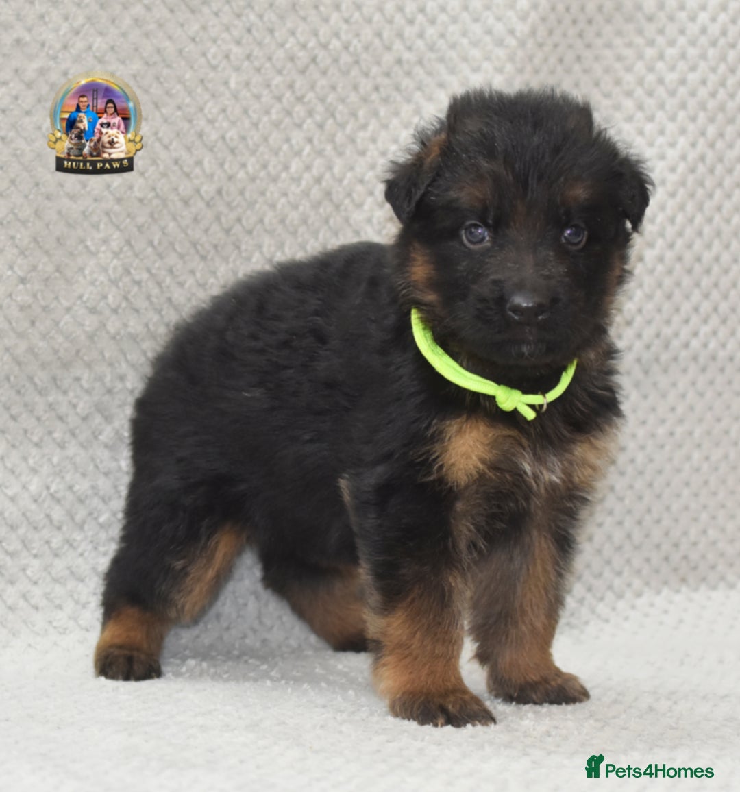 German Shepherd dogs for sale: Germand Shepherd puppies - Image 14