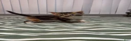 Mixed Breed cats for sale: Ready now Maine coon cross kittens  - Advert 5