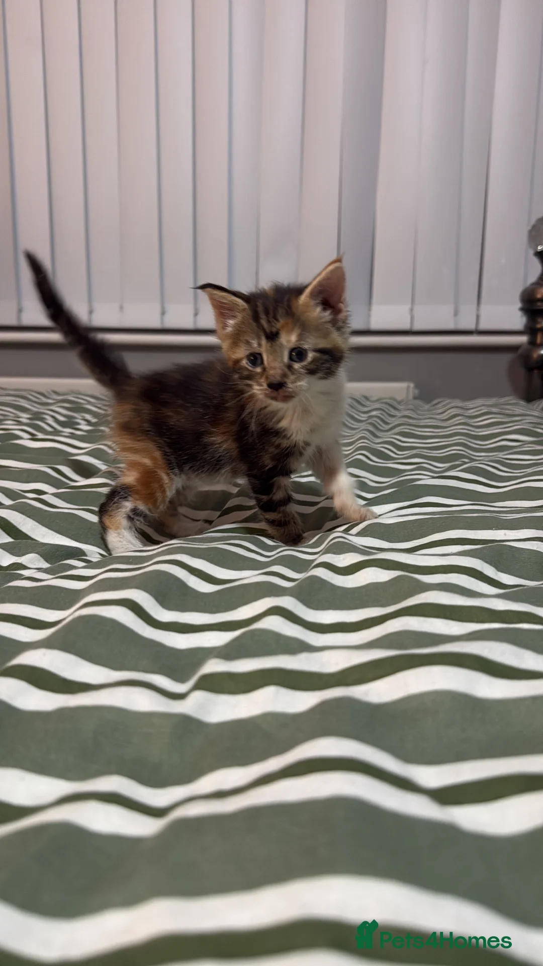 Mixed Breed cats for sale: Ready now Maine coon cross kittens  - Advert 5