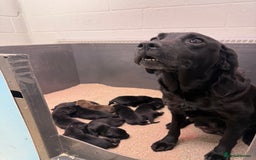Labrador Retriever dogs for sale: Stunning Labrador Puppies - Image 1