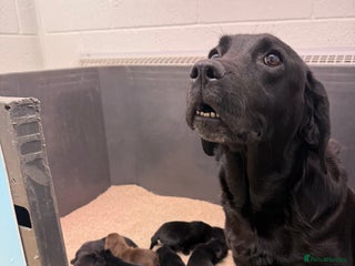 Labrador Retriever dogs - Advert 3