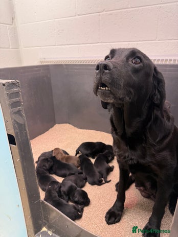 Labrador Retriever dogs - Advert 7