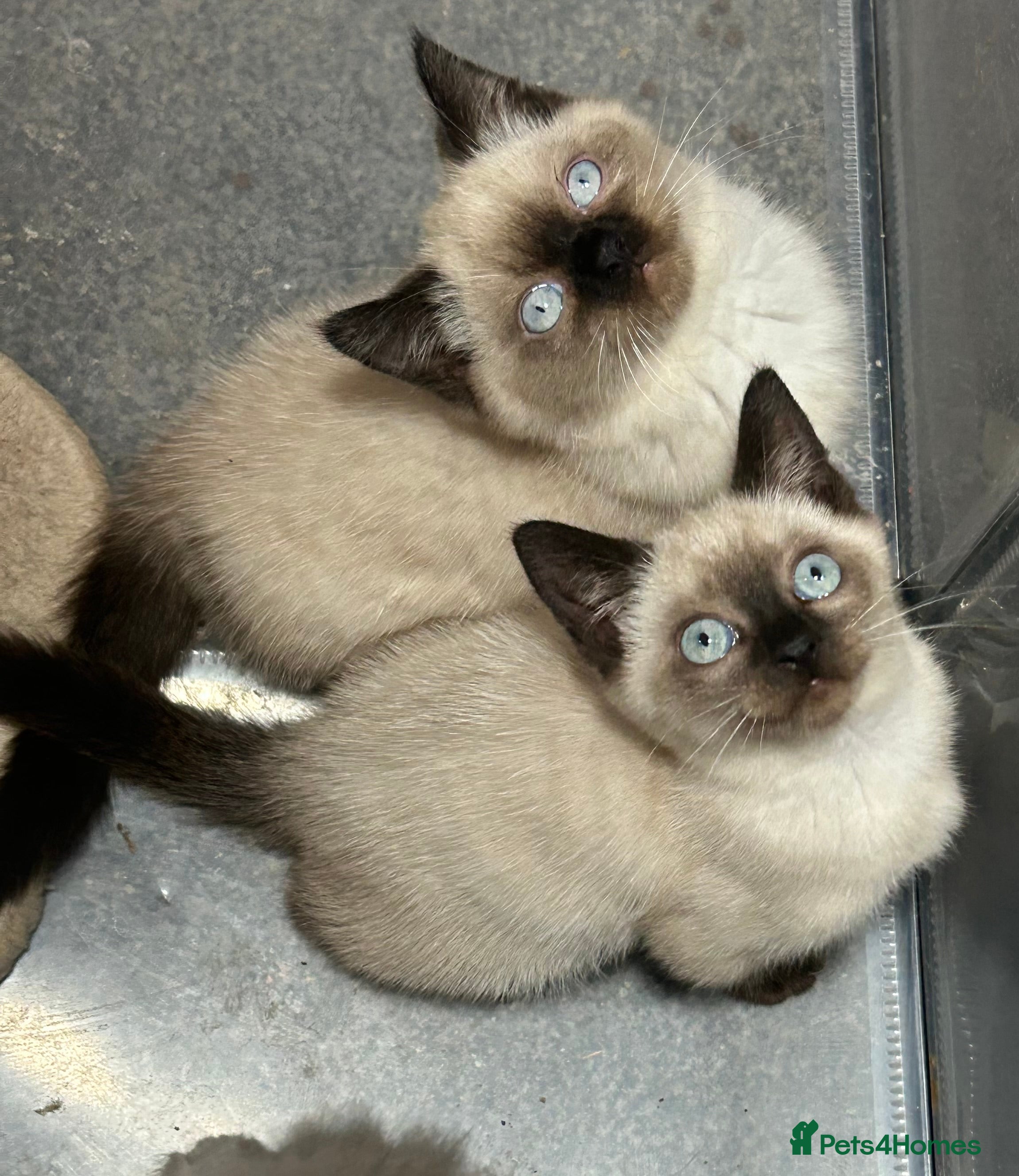 British Shorthair cats TICA Active BSH Colourpoint Kittens - Advert 3