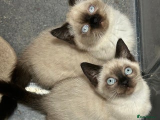 British Shorthair cats TICA Active BSH Colourpoint Kittens - Advert 3