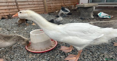 Geese poultry - Advert 13