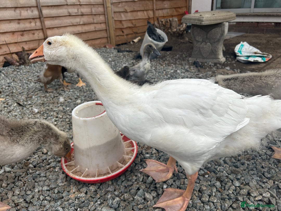Geese poultry for sale: Toulouse embden geese - Image 2