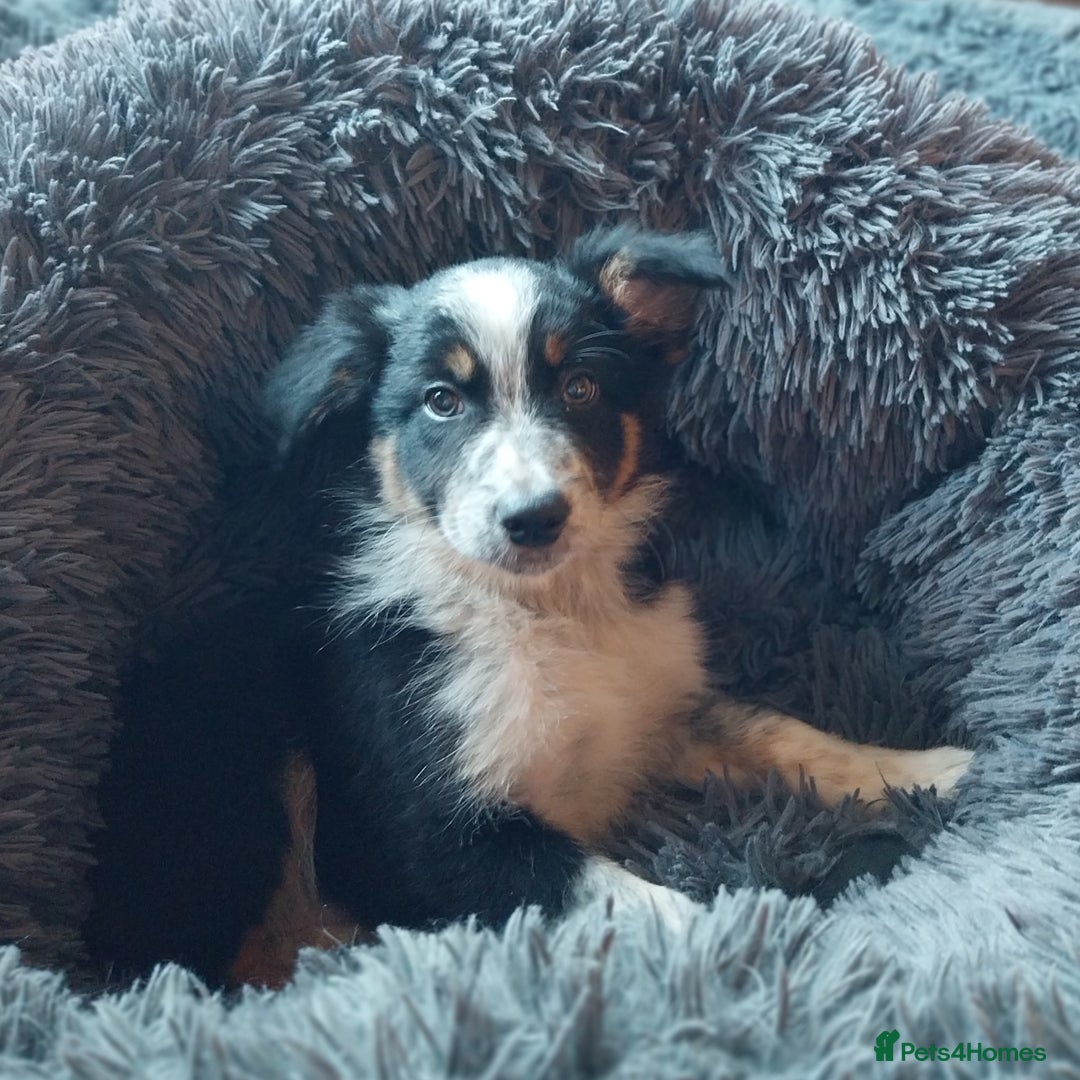 Border Collie dogs for sale: Beautiful border collie puppies - Advert 1