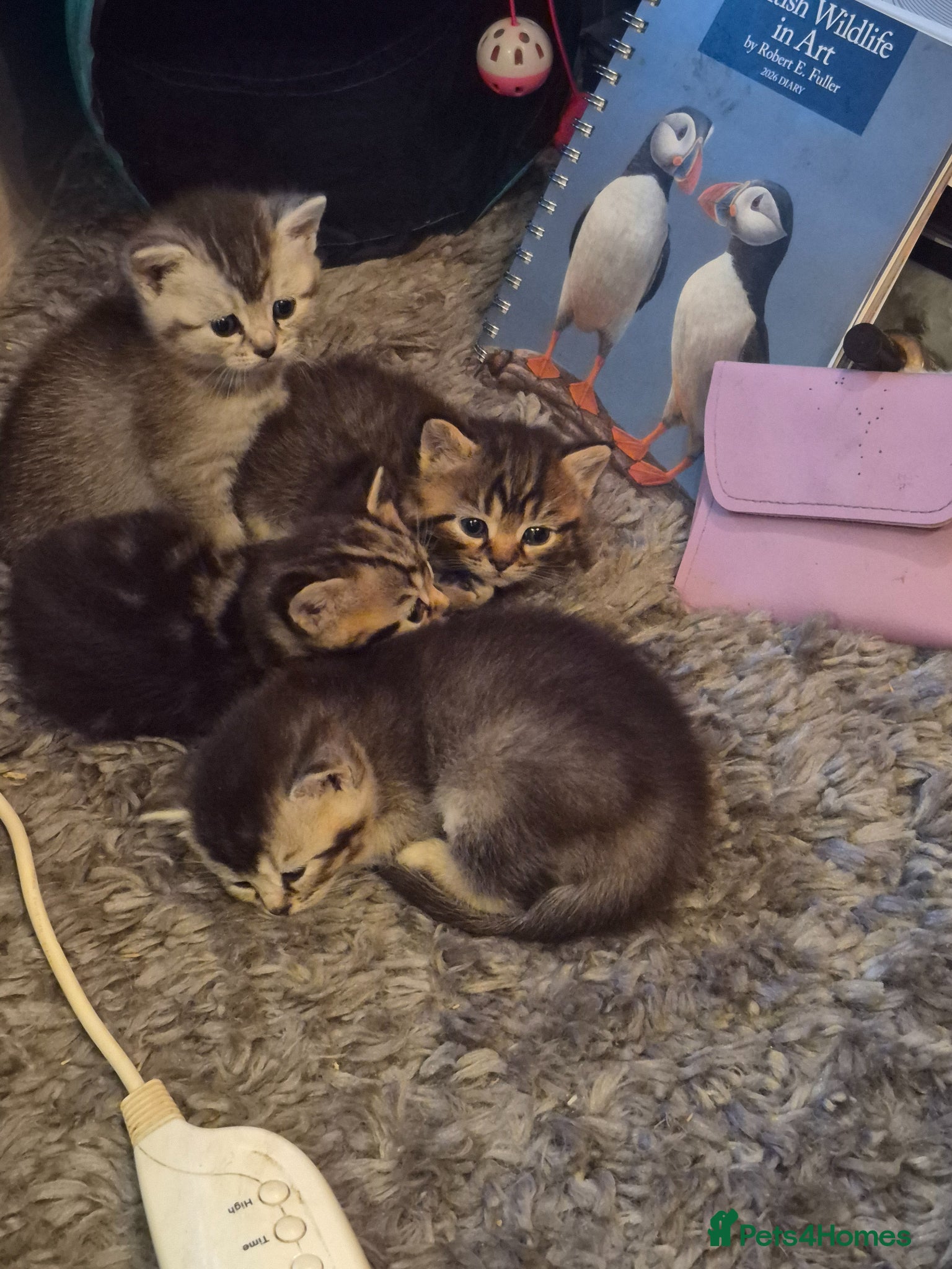 British Shorthair cats for sale: beautiful home bred British shorthair. in Verwood - Advert 11
